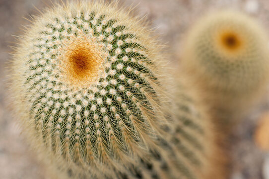 Close up of a lemon ball cactus, Notocactus leninghausii.; Wellesley, Massachusetts.