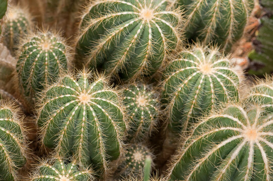 Overhead view of balloon cacti, Notocactus magnificus.; Wellesley, Massachusetts.