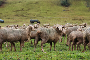 White face of a ewe in a herd of sheep in a field of green grass.