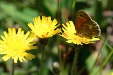 A common ringlet butterfly, Coenonympha tullia, resting on yellow flowers.; Estabrook Woods, Concord, Massachusetts.