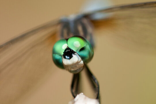Close up portrait of a male blue dasher dragonfly, Pachydiplax longipennis.; Great Meadows National Wildlife Refuge, Sudbury, Massachusetts.