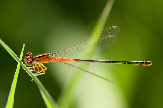 Portrait of an immature female eastern forktail damselfly, Ischnura verticalis, perched on a leaf.; McClennen Park, Arlington, Massachusetts.