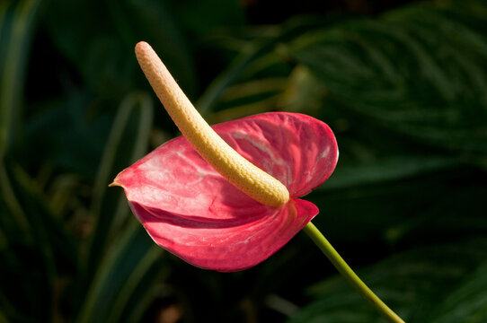 Close up of an anthurium inflorescence.; Wellesley, Massachusetts.