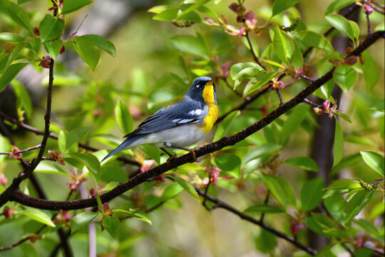 A northern parula warbler, Setophaga americana, perched on a branch.; Parker River National Wildlife Refuge, Plum Island, Massachusetts.