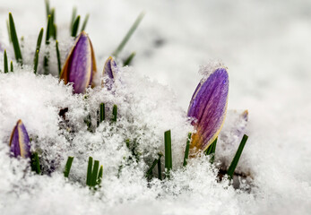 Close-up of early crocuses emerging from the snow; Calgary, Alberta, Canada