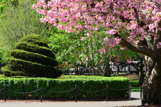 A scenic view of part of the Public Garden on a sunny spring day.; Public Garden, Boston, Massachusetts.