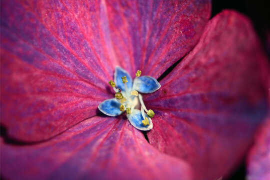 Close up of a hydrangea flower.; Brewster, Massachusetts, USA.