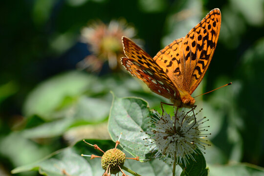 A great spangled fritillary, Speyeria cybele, visiting a buttonbush flower for nectar.; Bolton, Massachusetts, USA.