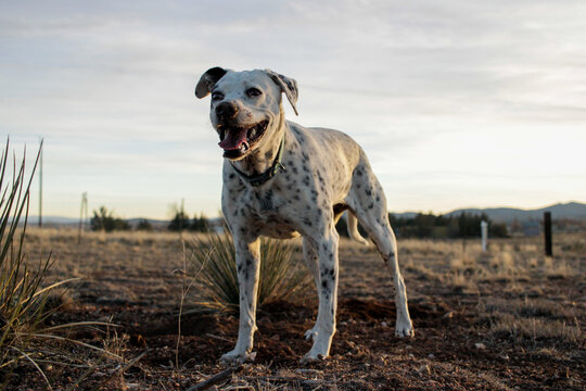 Happy Smiling Spotted Dirty Dog Sunset Golden Hour