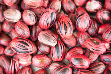 Nutmeg shells in a spice processing plant in Grenada; Gouyave, Grenada, West Indies
