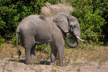 African bush elephant (Loxodonta africana) blows sand over head in Chobe National Park; Botswana