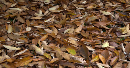Yellow autumn leaves lie on the grass