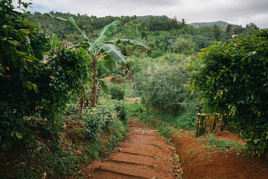 Dirt path leading through lush forest in Grand Etang National Park, Grenada; Grenada, West Indies