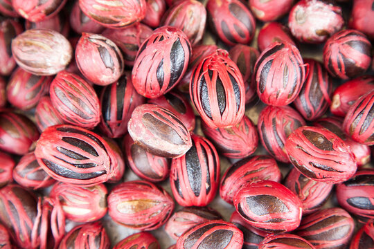 Nutmeg shells in a spice processing plant in Grenada; Gouyave, Grenada, West Indies