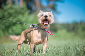 Beautiful thoroughbred Yorkshire terrier on a walk in the summer forest.