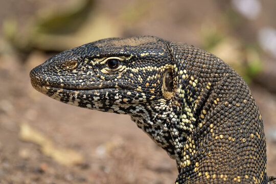 Close-up of Nile monitor (Varanus niloticus) head in sunshine in Chobe National Park; Botswana