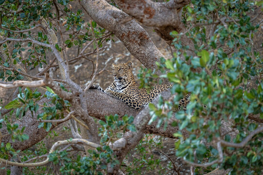 Leopard (Panthera pardus) lies on branch surrounded by foliage; Kenya