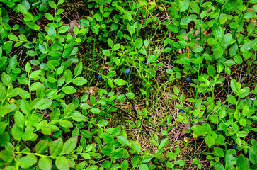 Ripe wild blueberries in the wood .