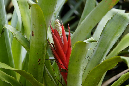 Vriesea splendens, or flaming sword, is a species of flowering plant in the family Bromeliaceae, subfamily Tillandsioideae.