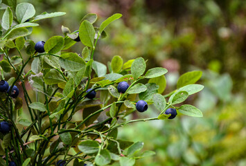 Ripe wild blueberries in the wood .
