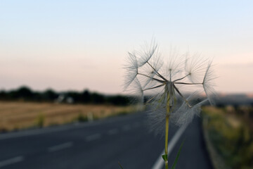 Dandelion in the road at sunset