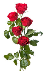 beautiful close-up red roseon transparent background. png file