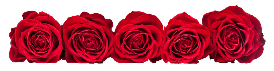 beautiful close-up red roseon transparent background. png file