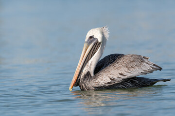 A Brown Pelican (Pelecanus occidentalis) swimming on the ocean surface near the Florida Keys, USA.