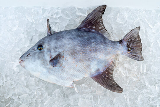 A Gray Triggerfish (Balistes capriscus) on ice after being caught by a fisherman in Florida, USA.