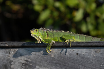 A Green Iguana (Iguana iguana), an invasive species in the Florida Keys, USA.