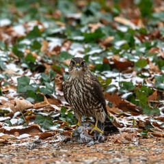 A Merlin (Falco columbarius) standing over it's prey (a songbird) with feathers in its beak in...