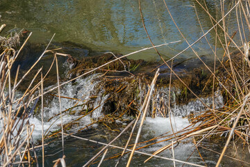 reeds in the water fall