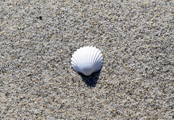seashell on the beach