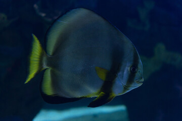 Platax pinnatus fish, known as batfish distributed by Indian ocean waters, isolated on blue background