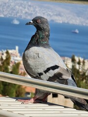 pigeon in the city