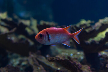 Stone or soldier lampfish, Myripristis jacobus, red and silver in color swimming on a reef