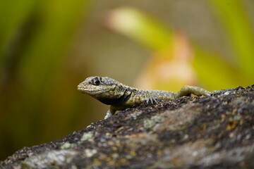The Brazilian gecko (Phyllopezus pollicaris) is a species of gecko, a lizard in the family Phyllodactylidae.