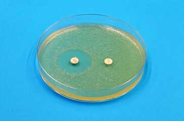 Antibiotic sensitivity or resistance test in a microbiological culture of bacteria