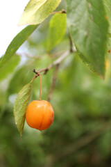 young yellow plum, wild plum ripens on the branches, yellow cherry on a branch close-up on a sunny day, edible fruit on a tree, ripe fruit grows on a tree, harvest of berries with a blurred background