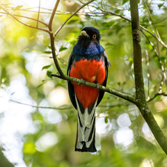 Beautiful bird Surucua Trogon (Trogon surrucura) in forest in Brazil