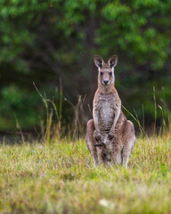 Mother & joey in the pouch wild Kangaroos seen in bush, outback area of Queensland at sunset. 