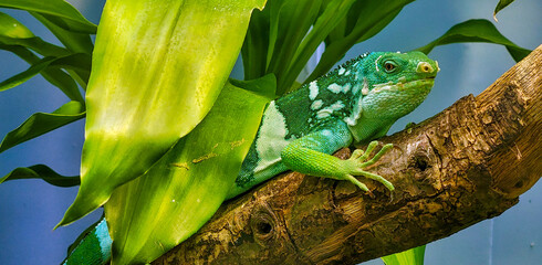 green banded iguana on a branch