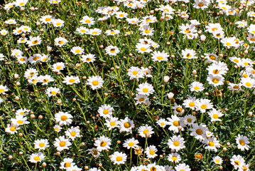 daisy flower texture background