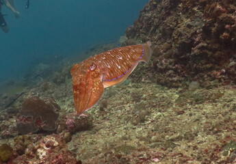 Ocean life
