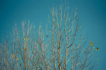 sky 