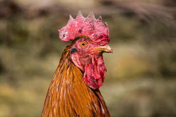 Rooster after fight pt.2