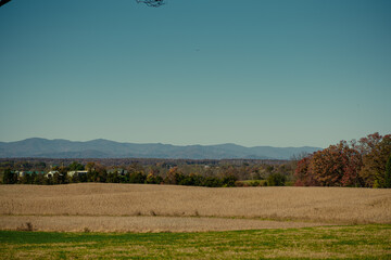 morning in the forest