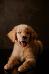 Puppy Golden Retriever 
Beautiful.  Studio shot.