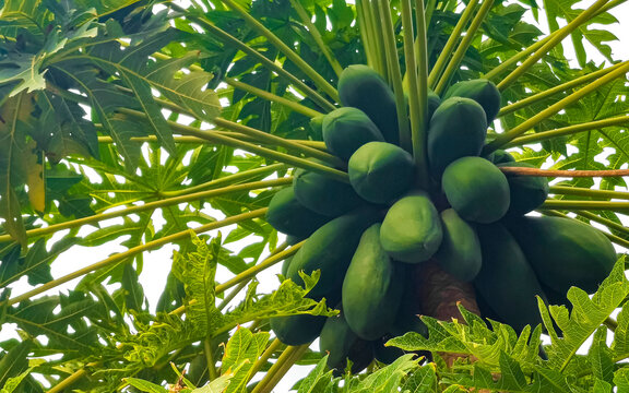 Beautiful papaya tree in tropical nature in Puerto Escondido Mexico.