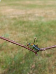 grasshopper on the grass